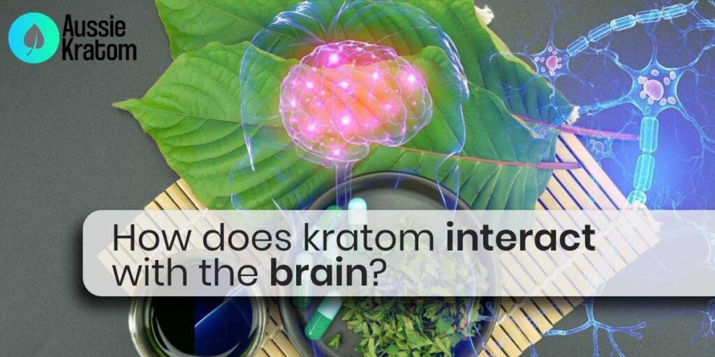 kratom interact with the brain